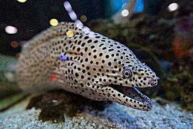 《荒野大镖客：救赎》粉丝抱怨PC版50美元定价太贵